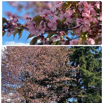 さくらの画像 by charkunさん | お出かけ先と十勝岳連峰とさくら サクラ 桜と北海道の景色とピンク色とさくら 桜 サクラと北海道と美瑛町とさくら