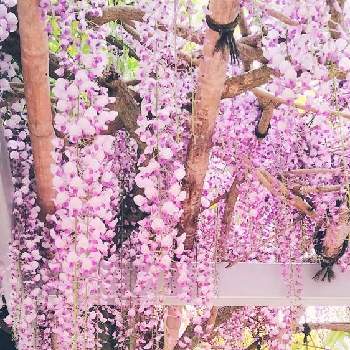 金蛇水神社の画像 by moonさん | お出かけ先とフジと初夏へとピンクの花と金蛇水神社と我ら宮城県民と紫の花