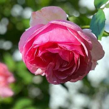みどりのまとめの画像 by イングリッシュガーデンさん | 小さな庭とピエールドゥロンサールと河本薔薇園モチーフとウクライナに平和をと素敵便と水曜ローズショーとバラ・修景バラと薔薇モチーフと今日のうれしかったこととおうち園芸とEGまとめ薔薇と東京銀座鹿鳴館と#最前線のあなたへとお庭の植物とみどりのまとめとチーム爆発と花のある暮らしとGSアダルトチームとEGまとめプレゼントと色合いがキレイとチーム愛知とばら 挿し木と母の日