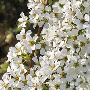  ユキヤナギの画像 by 花土葉さん | お出かけ先と ユキヤナギと春の訪れと白い花とお疲れ様でしたとおやすみなさい⭐