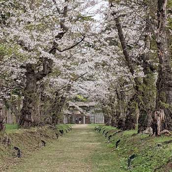 春が来たの画像 by dayanさん | お出かけ先とさくら サクラ 桜とピンクの花と春が来たと桜フォトコン2022といやされると北海道