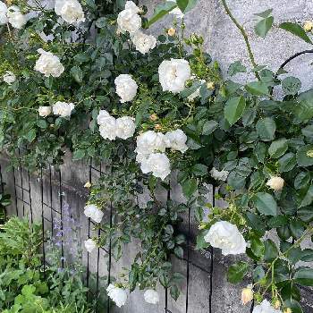 壁の花の画像 by S'mamさん | 広い庭と薔薇シティオブヨークと白い花と壁の花