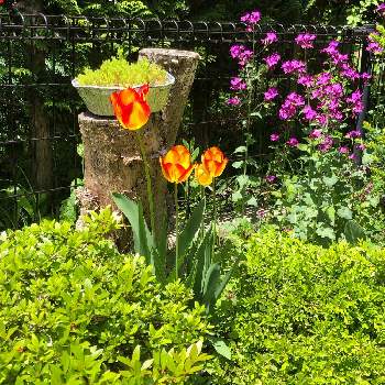 はるが来た！の画像 by ohsun3さん | 小さな庭とチューリップとクサツゲと大判草（ルナリア、合田草、銀扇草）と花のある暮らしとはるが来た！と20年以上と岩手より