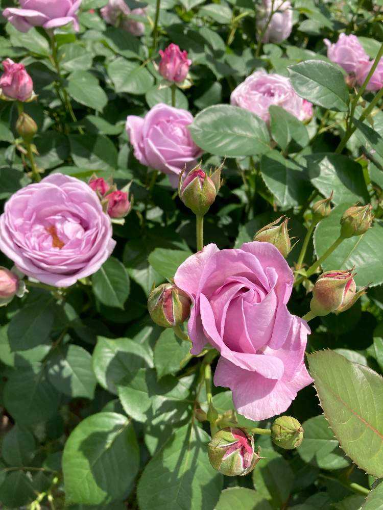 四季咲きスタンダードローズ　ロイヤルピンク 四季咲きスタンダードローズ ロイヤルピンク 四季咲きスタンダード