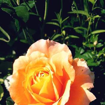 季節限定の画像 by ミミさん | 小さな庭とバラ  "万葉"とばら バラ 薔薇と花木とおうち園芸と慢性植中毒と園芸植物と季節限定
