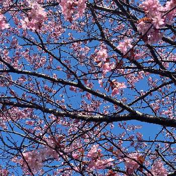 桜前線ゴールの画像 by charkunさん | お出かけ先とさくら サクラ 桜と北海道の景色とピンク色とさくら 桜 サクラと桜(さくら)リレーと可愛いと北海道とさくらと桜フォトコン2022と桜前線と桜前線ゴール