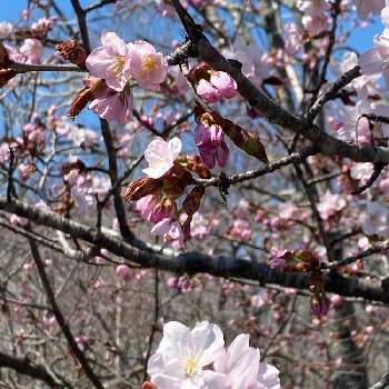 さくらの画像 by charkunさん | お出かけ先とさくら サクラ 桜と北海道の景色とピンク色とさくら 桜 サクラと桜(さくら)リレーと可愛いと北海道とさくらと桜前線と桜前線ゴールと桜フォトコン2022
