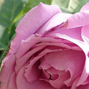 バラ ブルームーンの投稿画像一覧 Greensnap グリーンスナップ