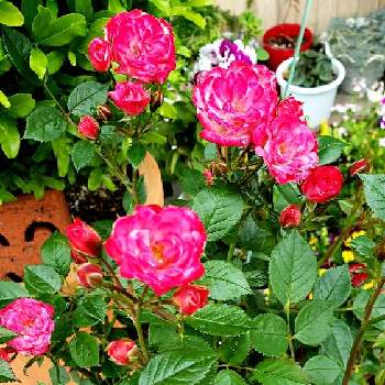 綺麗なお花の画像 by ❣️チコちゃん❣️さん | 小さな庭と可愛いお花と綺麗なお花とピンクのお花と鉢植えと花のある暮らし
