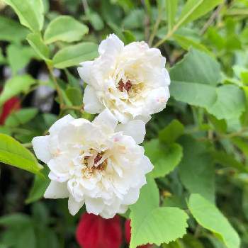 ウキツリボクの画像 by La vie en roseさん | 小さな庭とバラとバラ、薔薇、ばらと白モッコウバラとモッコウバラとアブチロン (チロリアンランプ)とアブチロンとウキツリボクとスマホ撮影とばら バラ 薔薇と癒しとおうち園芸と今日の一枚と薔薇が好きと花いろいろとバラが好きと花のある暮らしとばら 薔薇 バラと花が好きとiPhone撮影