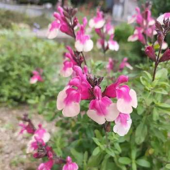 サルビアミラージュの画像 by カキツバタさん | 小さな庭とサルビアミラージュとサルビアとお花がすきとおうち園芸と植中毒とガーデニングと花のある暮らしと地植え