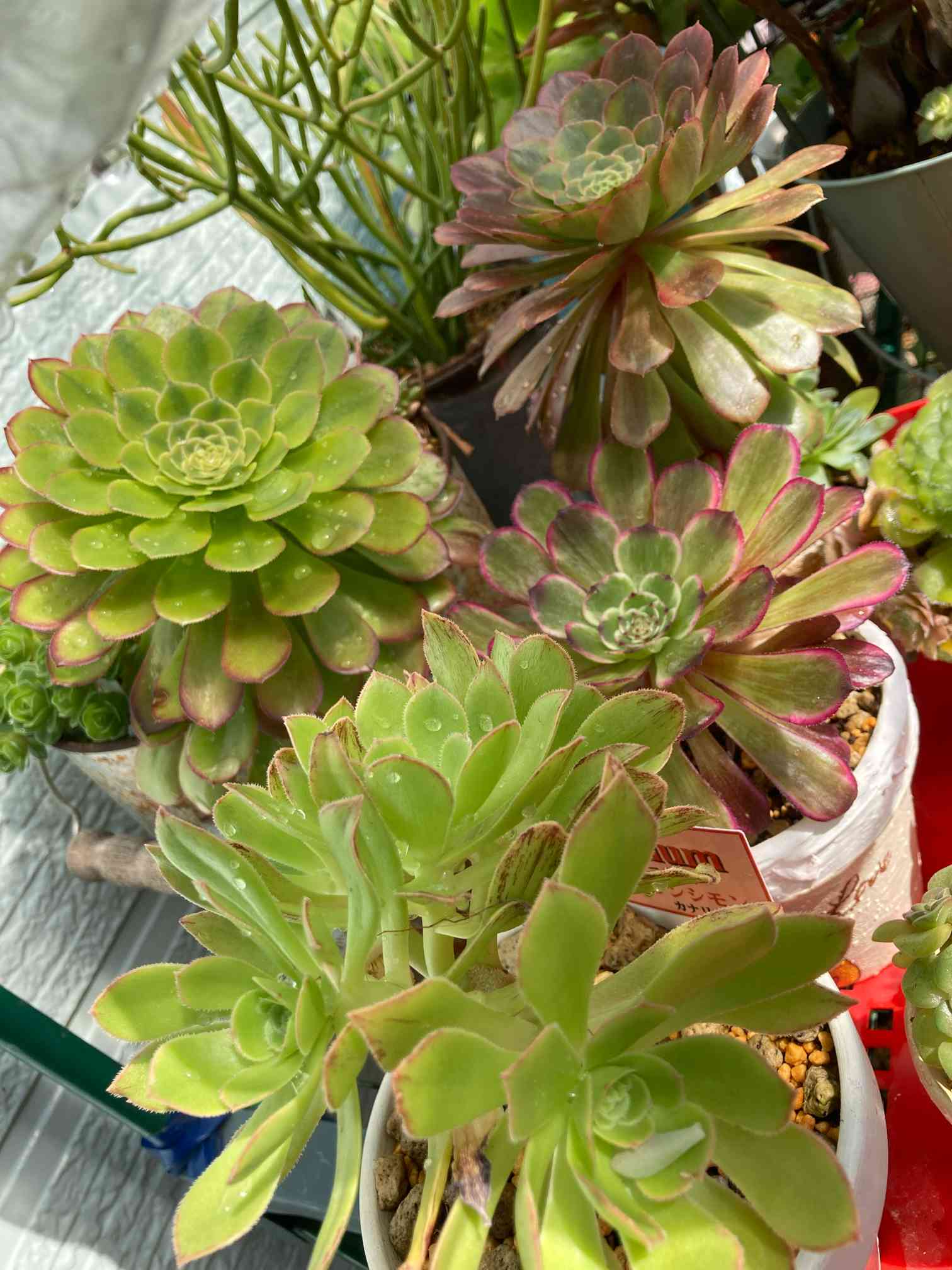 アエオニウム フェスティバル錦の一覧｜🍀GreenSnap（グリーン