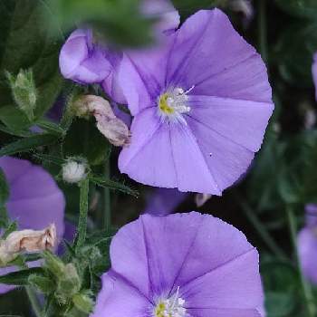 紫の原理の画像 by ❦THE HERMIT❦さん | お出かけ先とセイヨウヒルガオと蕊蕊蕊とホワイトと癒されと紫の原理と元気❗❗と小さい花々と本来の色と秘密のpicと大好きな花とヒカリと風の中