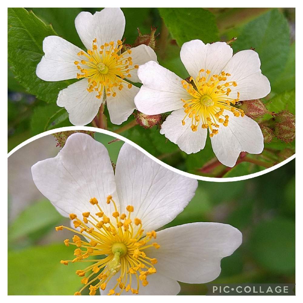 ノイバラ の投稿画像 By Flowerloveさん のばら ノイバラ と野ばら 白とノイバラ 野茨 とノイバラとお出かけ先とノイバラ とのばら ノイバラ と野ばら 白とノイバラ 野茨 22月5月12日 Greensnap グリーンスナップ Greensnap グリーンスナップ