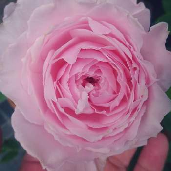 ピンク同盟の画像 by きらまるさん | 玄関とピンク同盟と薔薇愛同盟と薔薇男子と薔薇に魅せられてと薔薇と暮らすとオシャレとB型と365日薔薇と暮らすとバラのある暮らしとたまらん！と花のある暮らしとかわいいな♡とロザリアンとバラを楽しむとピンクハンター