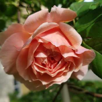 バラ・イングリッシュローズの画像 by 陸の上のあんこさん | 小さな庭とバラ ウィリアムモーリスとばら バラ 薔薇とありがとう❤️とバラ・イングリッシュローズとおうち園芸とあんこの庭と鉢植えと無農薬と花のある暮らしとpic加工なし