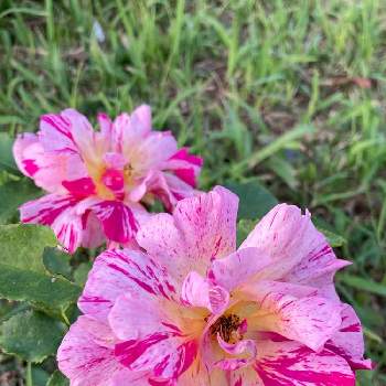 珍しいの画像 by ヤンビビさん | お出かけ先とバラ   フォース・オブ・ジュライとピンク色とピンク❤︎ピンクと珍しいと絞り咲きと面白いとプリンス芝公園と赤い花と可愛い