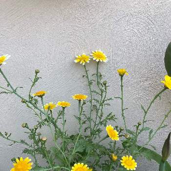 野菜の花の画像 by ミイちゃんママさん | エントランスと春菊のお花とおうち園芸と黄色の花と鉢植えと野菜の花とかわいいとスマホで撮影