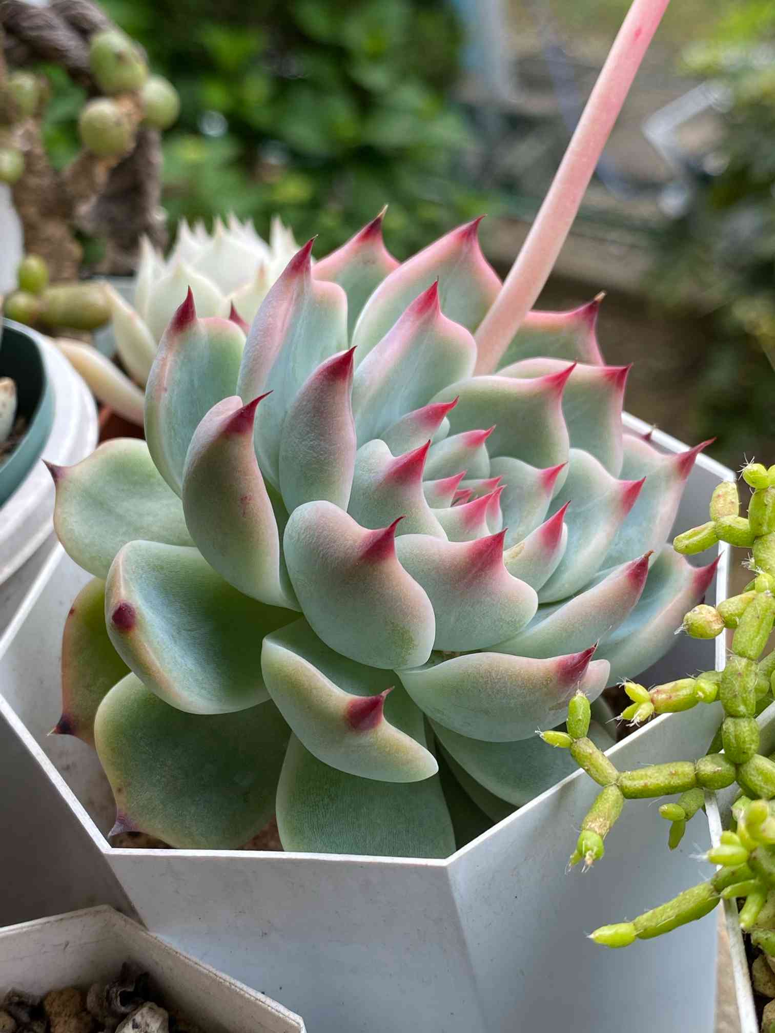 美苗❤️シモヤマコロラータ✨ シモヤマコロラータ×トリマネンシス】⑩むらさき園㉑エケベリア