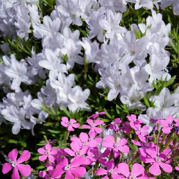 シレネ ピンクパンサーの画像 by かすみそうさん | 広い庭とつつじとシレネ ピンクパンサーと花のあるくらしとピンクの花とおうち園芸と花に魅せられてと可愛い〜♡とリフレッシュ♡といやし♪