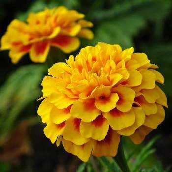 綺麗なお花の画像 by Pasiphae さん | マリーゴールドと可愛い花と黄色い花と綺麗なお花とガーデニングと花のある暮らしと草花大好き