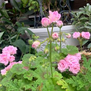 花草の投稿画像一覧 Greensnap グリーンスナップ