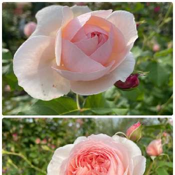 優しいピンクの画像 by ラックスさん | 広い庭と名前を教えて！と優しいピンクとシュラブと四季咲バラと薔薇のある家