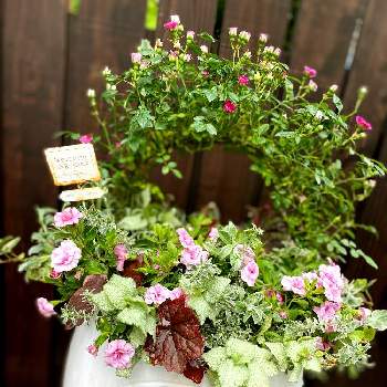 やっぱり花が好き♡の画像 by NAOMIさん | 小さな庭とプランツギャザリングと寄せ植えと癒しとピンク❤︎ピンクとカリブラコア♡とお家時間とガーデニングと花のある暮らしと薔薇♪とやっぱり花が好き♡
