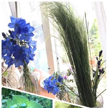 理想のお庭にするためにの画像 by yuuさん | 小さな庭とスティパとシレネ♡と窓辺から眺めるとナチュラルなガーデンを目指してとゆったりした時間と理想のお庭にするためにとイングリッシュ・ラベンダーとデルフィニウム　チアブルー♡とお花に癒される日々とここから見える景色と癒し…♡と花のある暮らしと朝の時間