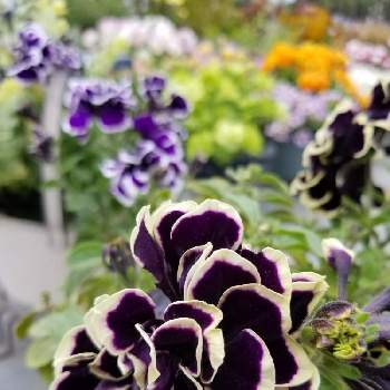 黒い花の画像 by Etsuさん | ペチュニア 花衣 黒真珠と黒い花とお花に癒されると冬越しとちいさな幸せ♡とおうち園芸と鉢植えと我が家のお花たちと花のある暮らしとかわいいと屋上ガーデン