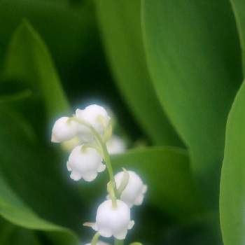 スズランの花の画像 by 　　tuguさん | スズランとキュンキュン乙女倶楽部とお散歩写真とスズランの花と花のある暮らしと55