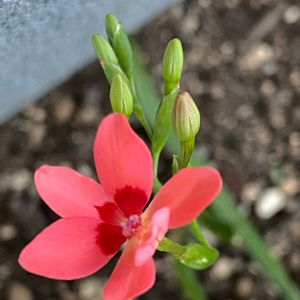 ヒメヒオウギ(姫檜扇),赤い花,花壇,小さな花,成長記録の画像