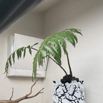 リュウビンタイ,シダ植物,塊茎植物の画像
