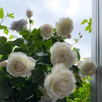 デルバールの画像 by ポンポンさん | 玄関とバラ　ブルーグラビティとバラ　パブロワと香りが良いとおうち園芸と鉢植えとデルバールと2022年5月とロサオリエンティスとトゲが少ない