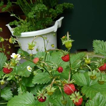庭の植物の楽しみの画像 by 香代子ね✨さん | 小さな庭とワイルドベリーと花のある暮らしと庭の植物の楽しみとおうち園芸