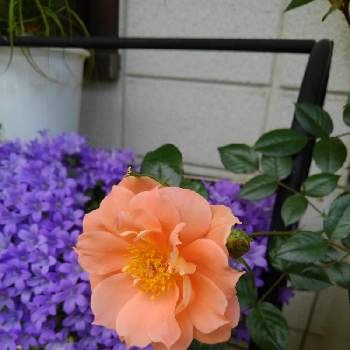 庭の植物の楽しみの画像 by 香代子ね✨さん | テラスとバラ　ブリッジオブサイツと花のある暮らしと庭の植物の楽しみとおうち園芸