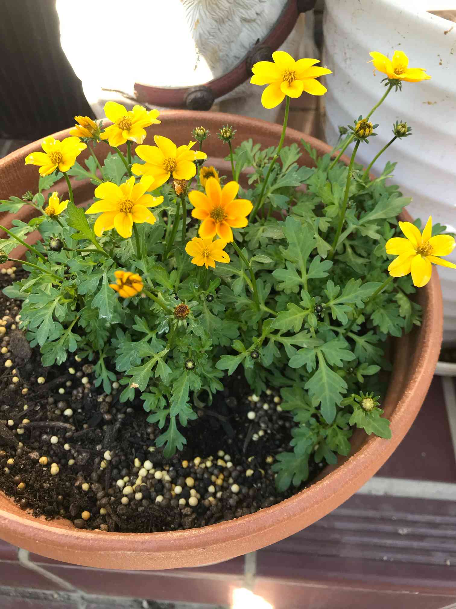 黄色い寄せ植え変貌録｜🍀GreenSnap（グリーンスナップ）