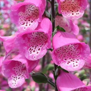 薬草の画像 by hiroshiさん | お出かけ先とジギタリスと春のお花とピンクの花と花いろいろと花のある暮らしとオオバコ科と薬草