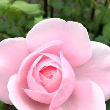 デルバールの画像 by ちかぶんさん | 小さな庭と薔薇 ナエマとナエマとガーデニングといい香りと花のある暮らしと初めての薔薇とフレンチローズとデルバール