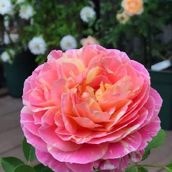 バラ クロードモネの画像 by kinako☆bearさん | 小さな庭とバラ クロードモネと好きな色と花のある暮らしとバラのある暮らし