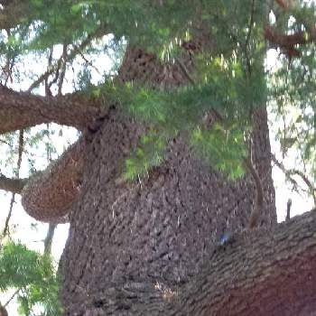 ヒマラヤスギの木の画像 by ハッピーさん | お出かけ先とヒマラヤスギの木と不思議な力と自然の営みと大好き群馬と自然の不思議と巨木古木の木曜日