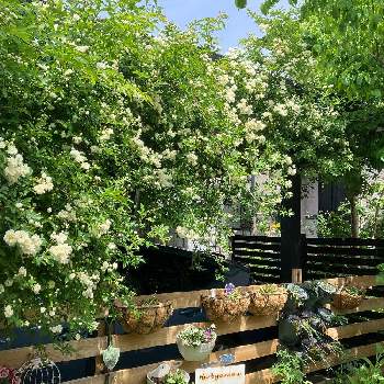 新潟県の画像 by じぃじさん | 小さな庭と木香薔薇と花のある暮らしと新潟県と小さな庭づくりとチーム新潟