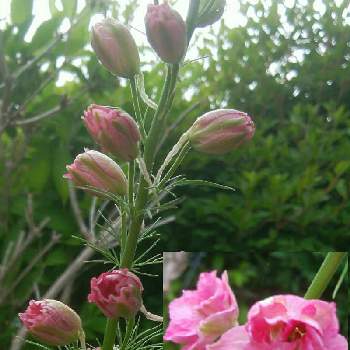 素朴な可愛さの画像 by SA.CHI.Yさん | 小さな庭とチドリソウ(千鳥草)とピンク色と素朴な可愛さとおうち園芸とお花に癒されてと我が家の花壇とお花が好き♡と花のある暮らしとかわいいと地植え