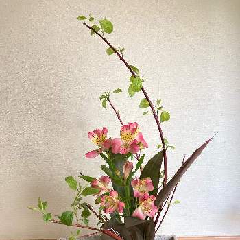 サンゴミズキの画像 by suihoさん | 玄関とドラセナとアルストロメリアとサンゴミズキとお花大好き♡と花いろいろといけばなと花のある暮らしと集まれ！GSフレンズとSいけばな