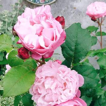 グリーンライフ♡の画像 by フレンチトーストさん | エントランスとピンク色の薔薇＊とグリーンライフ♡と玄関でお出迎えと薔薇の季節ですね〜❣️と薔薇の庭と緑のある暮らしと花びらがフリルの薔薇♪ときれい✨と玄関先