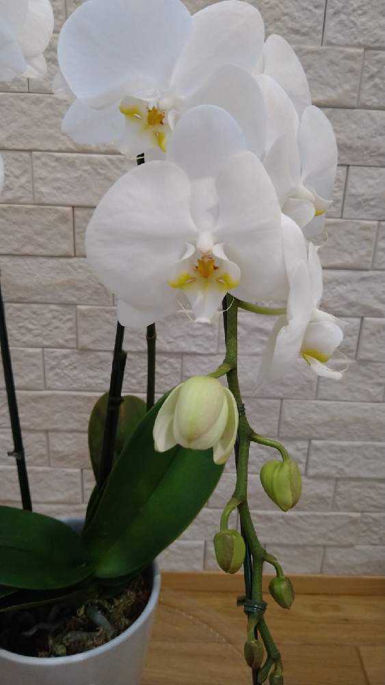 現在つぼみ多めです 洋蘭の鉄人 森田さんが育てた胡蝶蘭5本立ち 50リン前後 ピンク つぼみ含む
