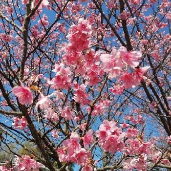 さくらの画像 by ⑅°˖みにぃ⑅ฺ₊˚さん | お出かけ先と季節の花を楽しむと桜フォトコン2022と季節の花と花のある暮らしと花を見る喜びとさくら