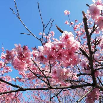 さくらの画像 by ⑅°˖みにぃ⑅ฺ₊˚さん | お出かけ先と季節の花を楽しむと桜フォトコン2022と季節の花と花のある暮らしと花を見る喜びとさくらと花が好き