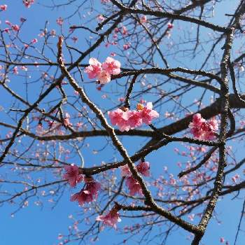 さくらの画像 by ⑅°˖みにぃ⑅ฺ₊˚さん | お出かけ先と季節の花を楽しむと桜フォトコン2022と季節の花と花のある暮らしと花を見る喜びとさくらと花が好き
