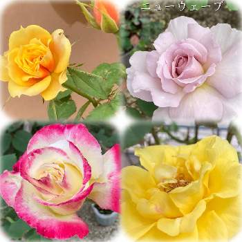 ダブルデライトの画像 by セスさん | 小さな庭とダブルデライトとピンクの花と花木と紫色の花と四季咲きと黄色の花と乙女色クラブとミニ薔薇